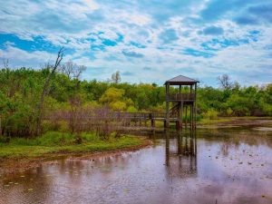 Brookline Village, Ma 18 Cullinan Park